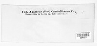 Candolleomyces candolleanus image